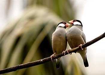 birds-bharatpur