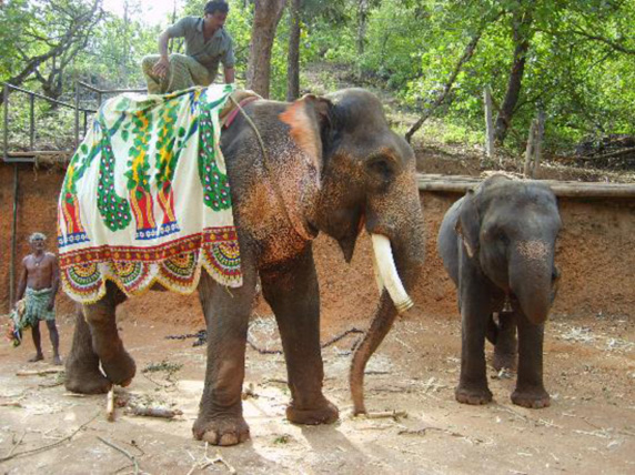 elephants-in-ponda